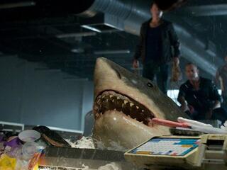 Shark