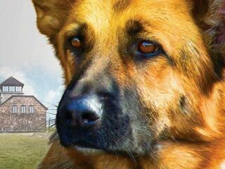 Zack - Cane Eroe